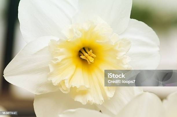Narcissus De Resorte Foto de stock y más banco de imágenes de Amarillo - Color - Amarillo - Color, Belleza de la naturaleza, Blanco - Color