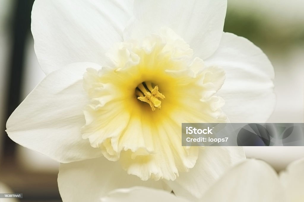 Primavera Narciso - Royalty-free Amarelo Foto de stock