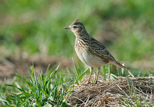 Skylark (Alauda arvensis) A skylark (Alauda arvensis) on open farmland. lark stock pictures, royalty-free photos & images