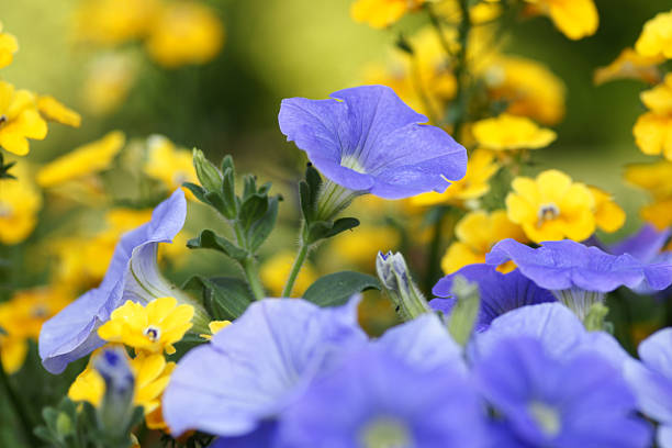 petunias e elfenspiegel - nemesia fruticans - fotografias e filmes do acervo