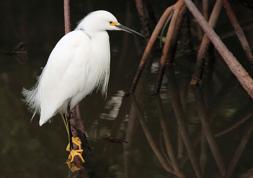 Snowy Egret Closeup perched on branch in Mangrove swamp.  Great detail of head, feathers, and feet.