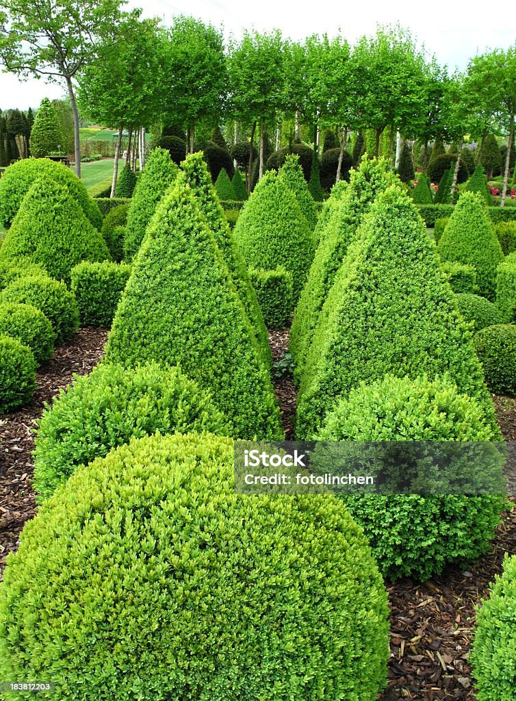 Buxus Bälle für den Verkauf - Lizenzfrei Baum Stock-Foto