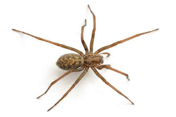 Close-up of a house spider from above stock photo