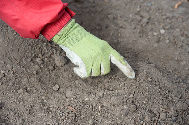 istock Teaching How To Plant In Children's Garden 183812413