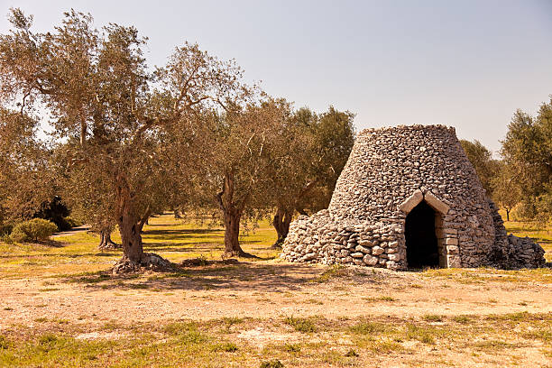 istock Pajaru in a Cultivation of Olive trees 183812415