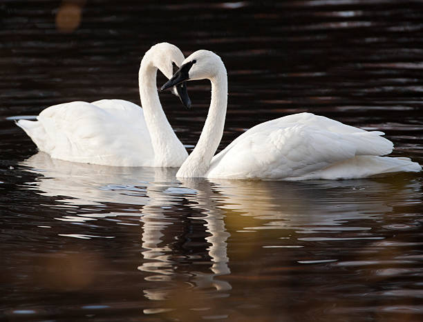 istock Trumpeter swans pair and heart shape. 183812650