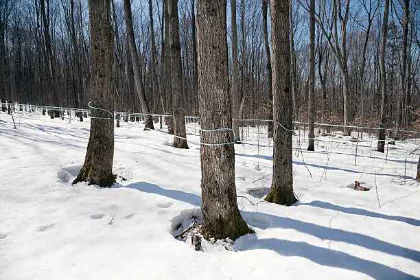 The maple trees in this sugarbush in Northern Ontario are tapped in the modern way.  The sap is delivered directly to the sugarshack by a system of plastic tubes which weave their way through the bush.  The sap production is aided by a gentle vacuum system as well as gravity.  This small operation has 1500 trees tapped.