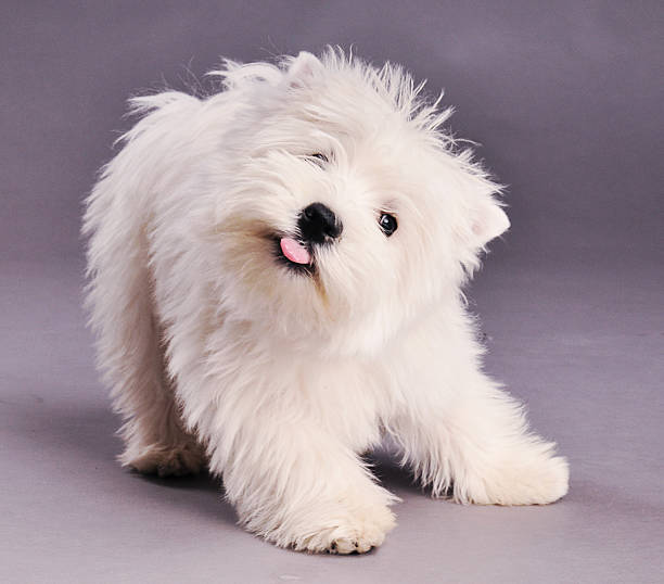 istock West Highland Terrier shaking off. 183812707