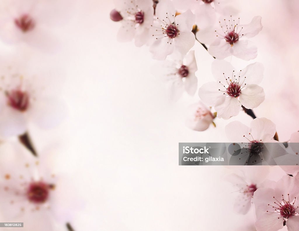 Fiori di ciliegio. - Foto stock royalty-free di Albero da frutto