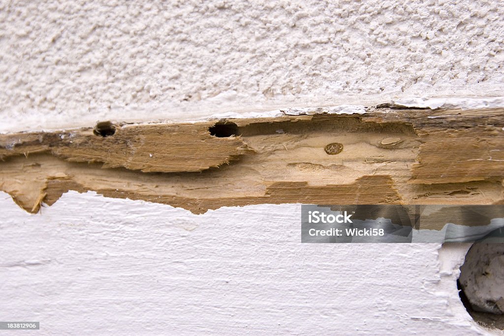 Termite de chez - Photo de Endommagé libre de droits