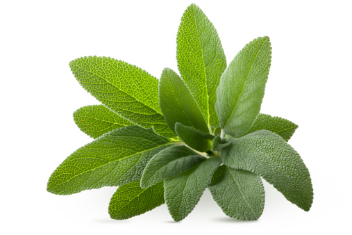 Sage. To see more Leaves images click on the link below: