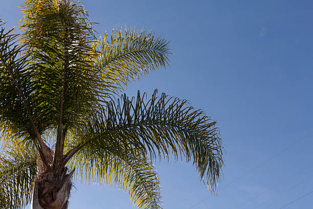 palma - tropical tree clear sky southern california san diego california zdjęcia i obrazy z banku zdjęć