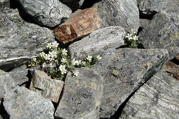 istock tiny white flowers amoung gneiss talus 183813148