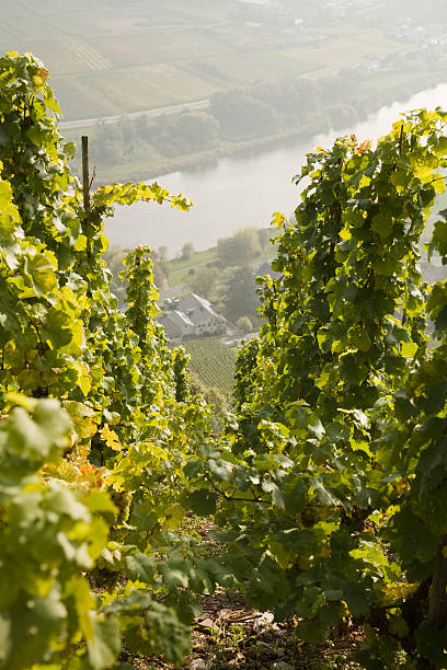 Steep slopes wine yard at Moselle valley