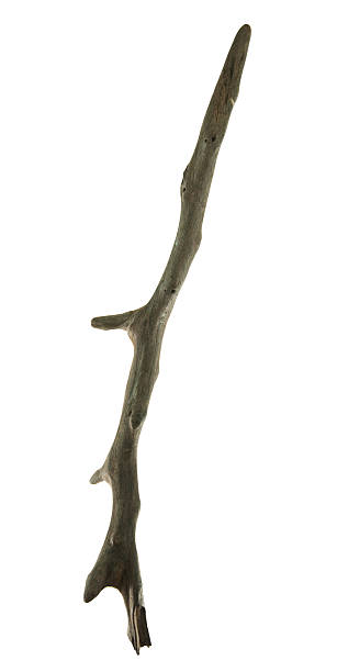 casuarina дерево ветвь с обтравка - stick wood isolated tree стоковые фото и изображения