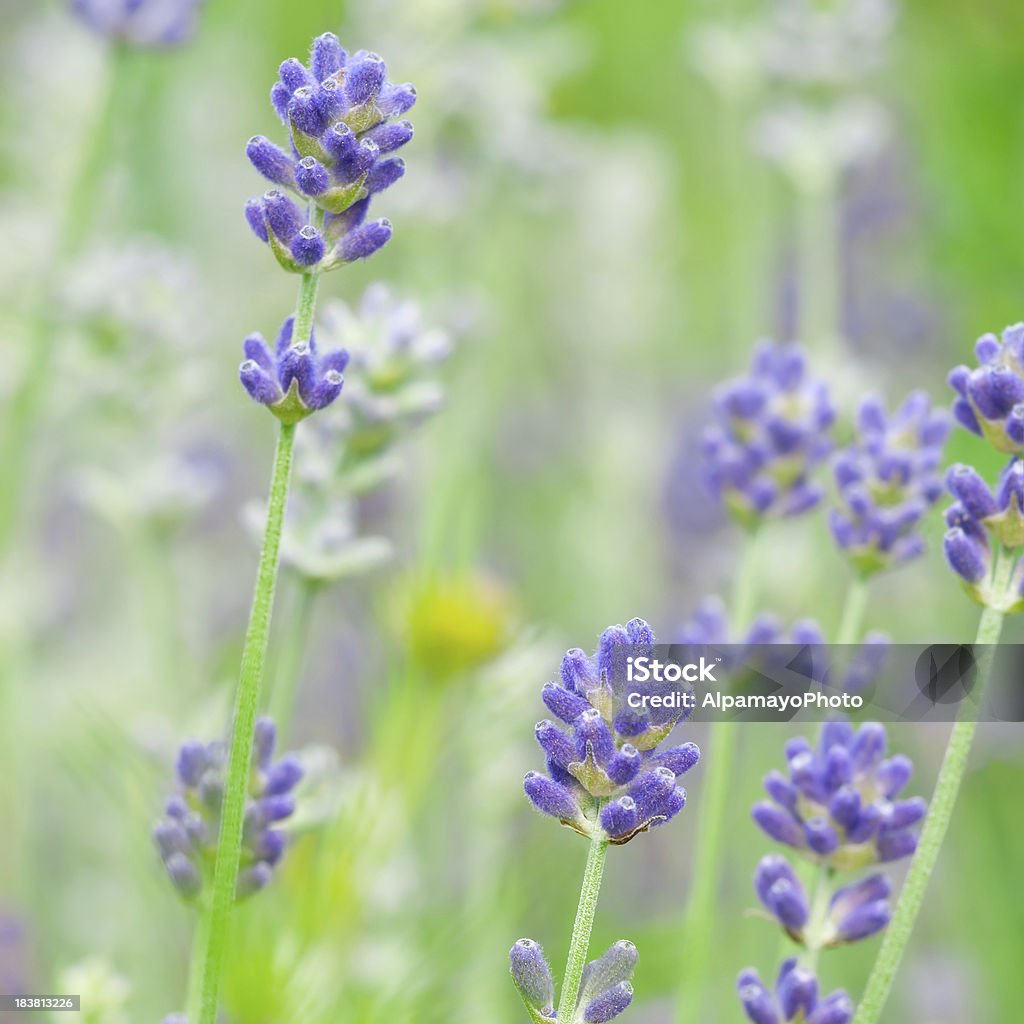 Английская лаванда (Lavandula angustifolia)'Munstead'- XIII - Стоковые фото Лаванда - растение роялти-фри