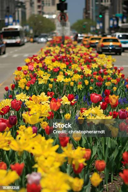 La Zona Norte De Michigan Avenue Tulipanes En Chicago Foto de stock y más banco de imágenes de Avenida Michigan - Chicago