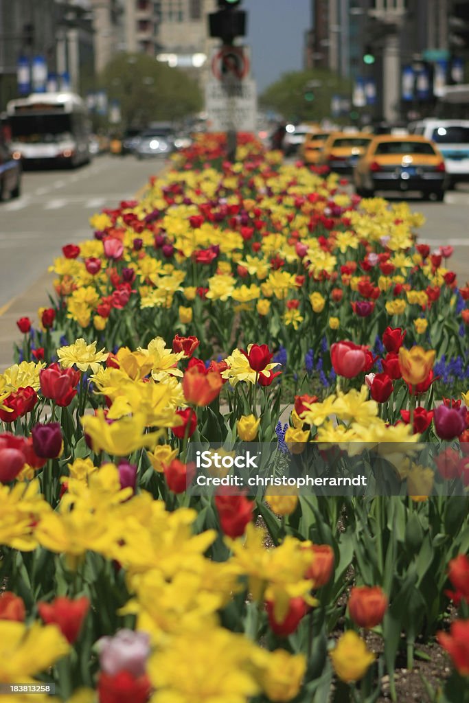 North Michigan Avenue Chicago tulipani in - Foto stock royalty-free di Chicago - Illinois