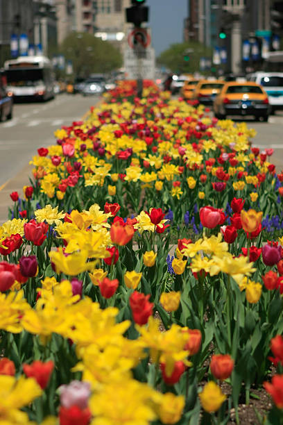 istock North Michigan Avenue Tulips in Chicago 183813258