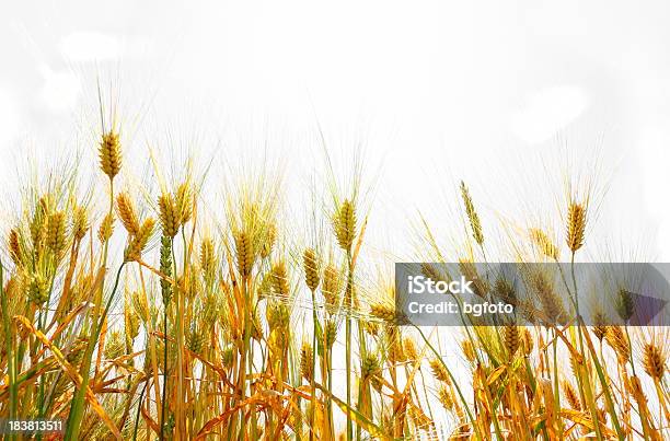 Trigo Contra El Cielo Blanco Foto de stock y más banco de imágenes de Agricultura - Agricultura, Aire libre, Ajardinado