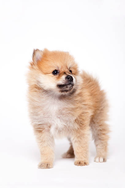 istock Pomeranian cream puppy 183813573