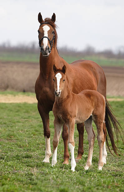 Mare and foal on the meadow "A chestnut mare and foal standing, looking at camera on a meadow." colts stock pictures, royalty-free photos & images