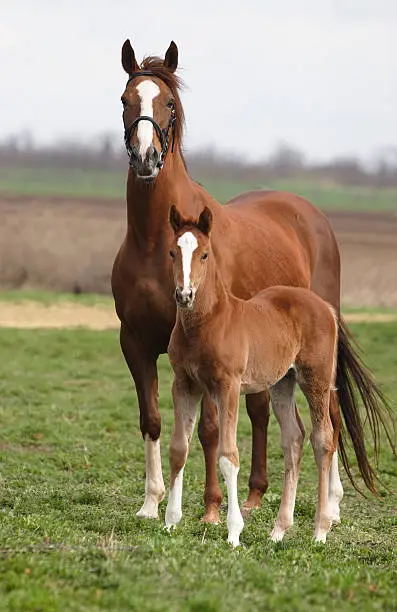 Photo of Mare and foal on the meadow