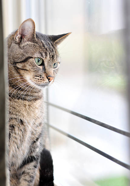 istock Domestic Cat Sitting on Windowsill 183813852