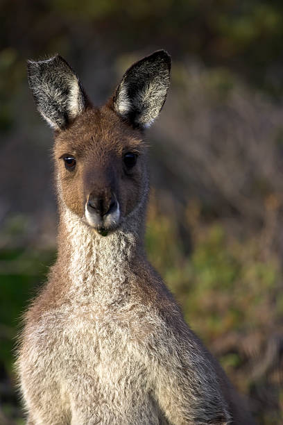 istock Kangaroo Face to Face Australian Marsupial 183813868