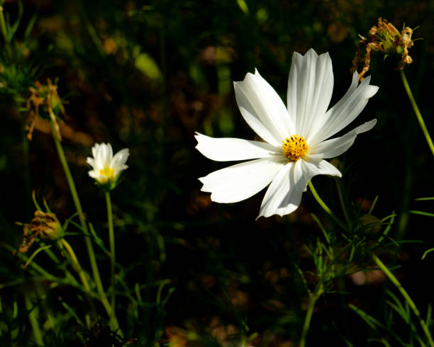 istock Last Flower of Summer 1838139000