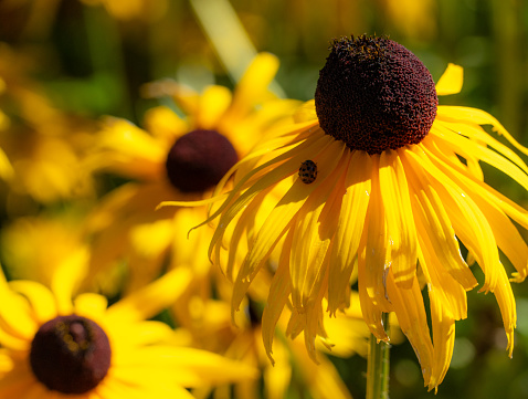 A ladybug rests in the shadow of the center of a black eyed Susan flower with more of the flowers in the background