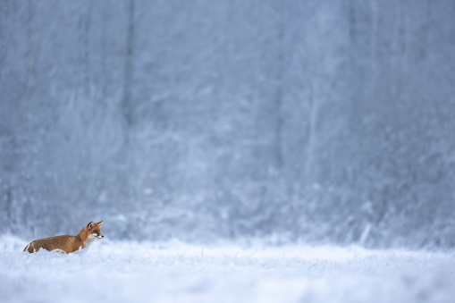 Mammals Red Fox Vulpes vulpes in meadow scenery, Poland Europe, animal walking among winter snowy meadow