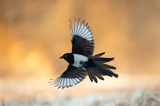Flying Bird - Magpie Pica pica winter time, wildlife Poland Europe