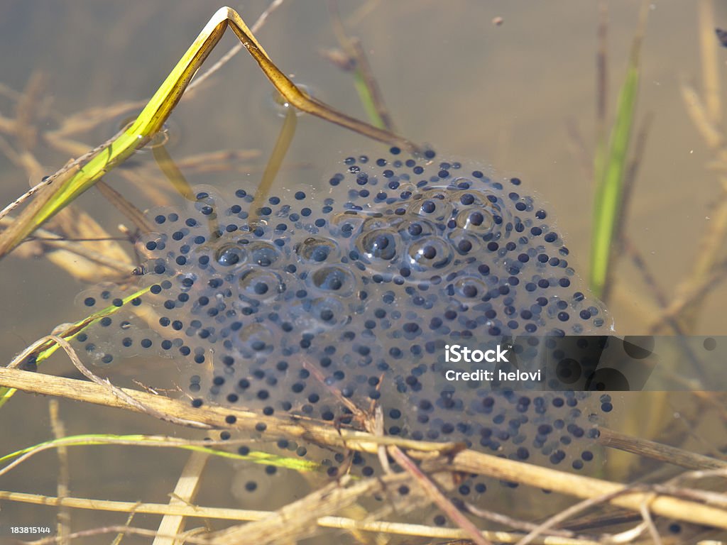 frogs'卵 - カエルの卵のロイヤリティフリーストックフォト