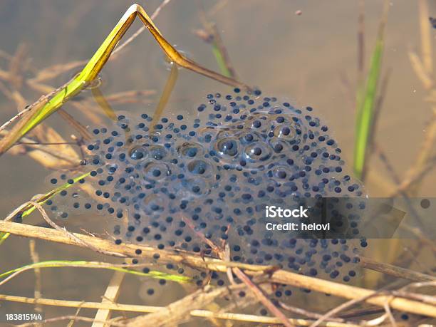 Frogs卵 - カエルの卵のストックフォトや画像を多数ご用意 - カエルの卵, 変化, 小型のカエル
