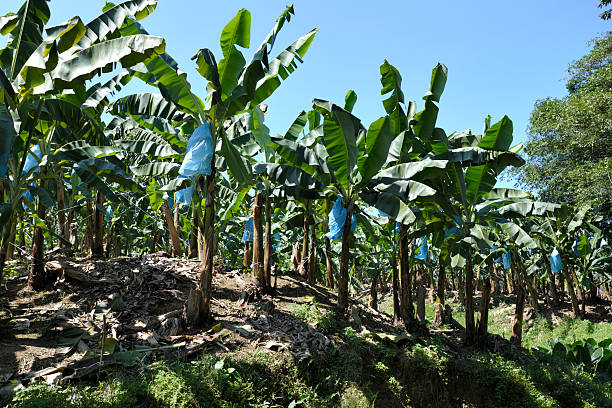 Banana Plantation Produces a Major Export for Costa Rica "Puerto Limon, Costa Rica-March 5, 2011: Bananas growing at a Banana Plantation in Costa Rica. The blue bags are placed over the bunches of Bananas to ensure even ripening from top to bottom, as well as being treated to repel insects. Once harvested, the bunches, which average 50 pounds, are washed throughly to remove insecticide residue. Bananas are a major export of Costa Rica." puerto limon stock pictures, royalty-free photos & images
