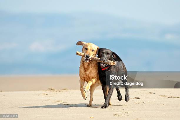 Teamwork Stock Photo - Download Image Now - Dog, Teamwork, Animal