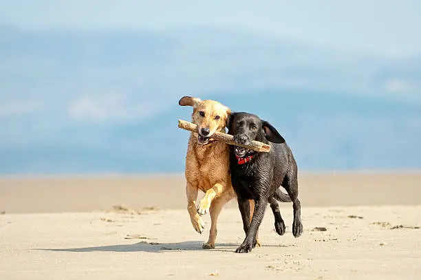 two dogs retrieving the same stick on the beach