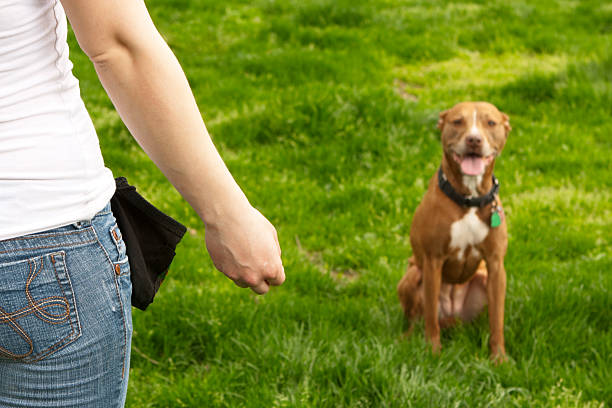 A young woman is holding her hand out with treats while teaching a pit bull mix a new command.