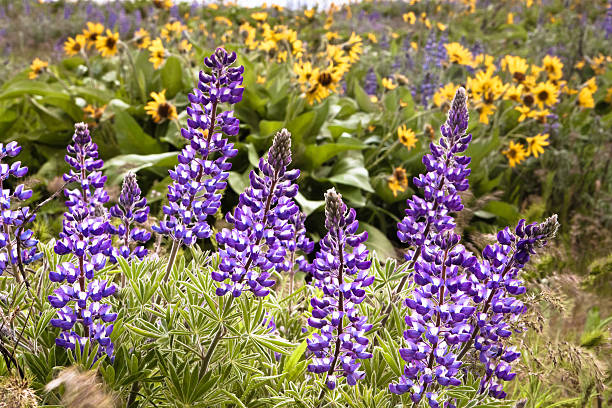 istock Purple Lupine 183815473