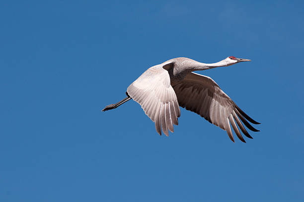 istock Sandhill Cranes Over Monte Vista, Colorado 183815525