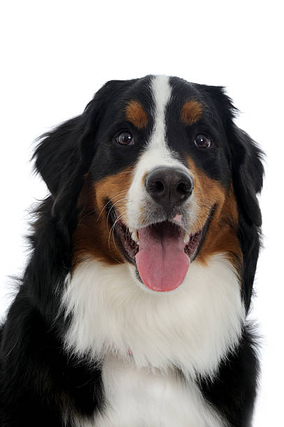 istock Portrait of a Bernese Mountain Dog 183815566