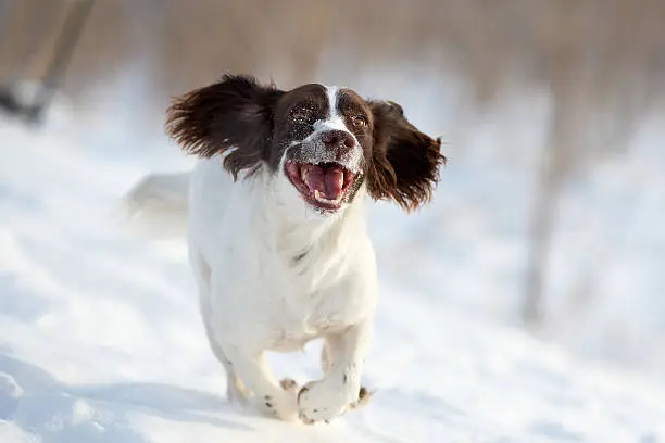 A happy Springer Spaniel dog running in snow