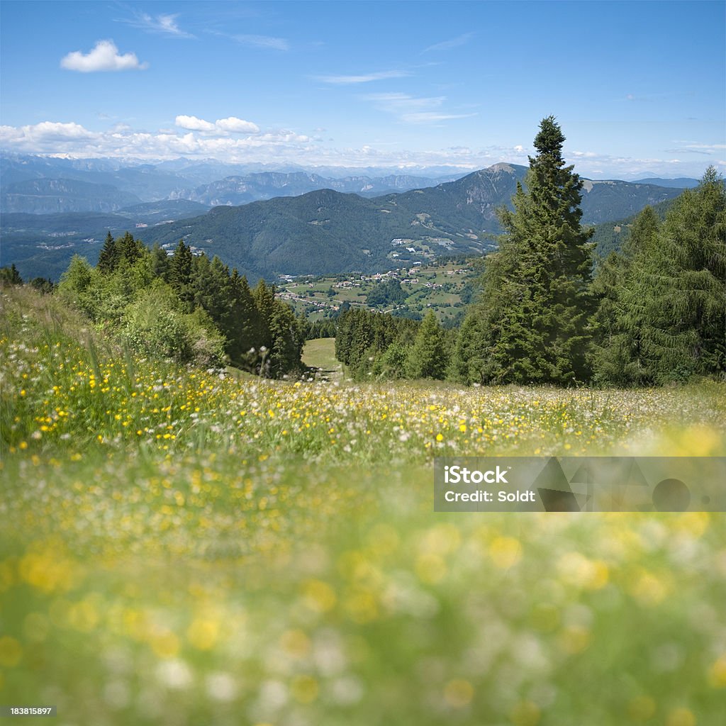 Bergwiese/Geringe Tiefenschärfe - Lizenzfrei Adamello Brenta-Nationalpark Stock-Foto
