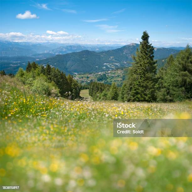 Bergwiesegeringe Tiefenschärfe Stockfoto und mehr Bilder von Adamello Brenta-Nationalpark - Adamello Brenta-Nationalpark, Alpen, Anhöhe