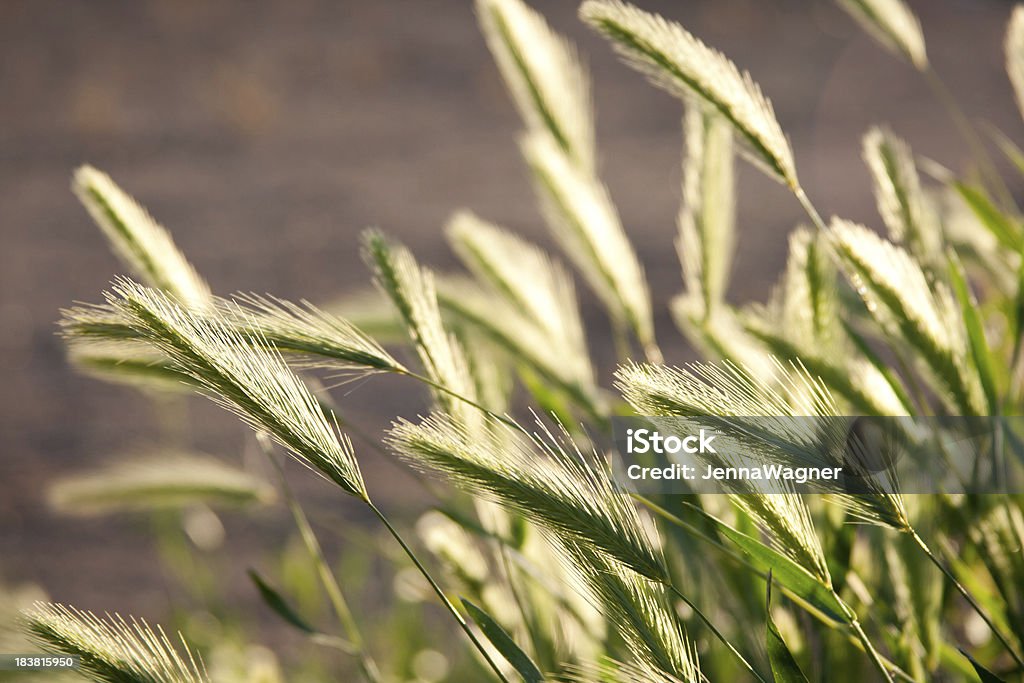 Rétroéclairage herbe - Photo de Fléole des prés libre de droits
