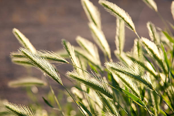 백라이트 잔디 - long grass uncultivated plant stage plant condition 뉴스 사진 이미지