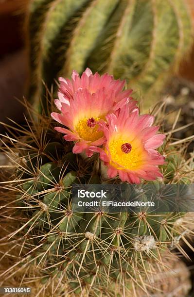 Cactus Puerco Espín Cerezos En Flor Rosa Foto de stock y más banco de imágenes de Cactus - Cactus, Cactus puerco espín, Desierto