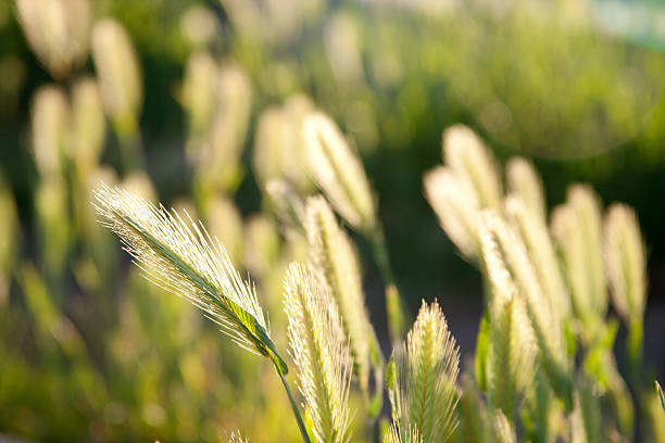 녹색 잔디 물에 - blade of grass grass leaf long 뉴스 사진 이미지