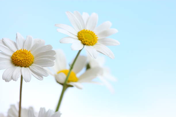 ciel bleu daisy meadow - blue chamomile photos et images de collection